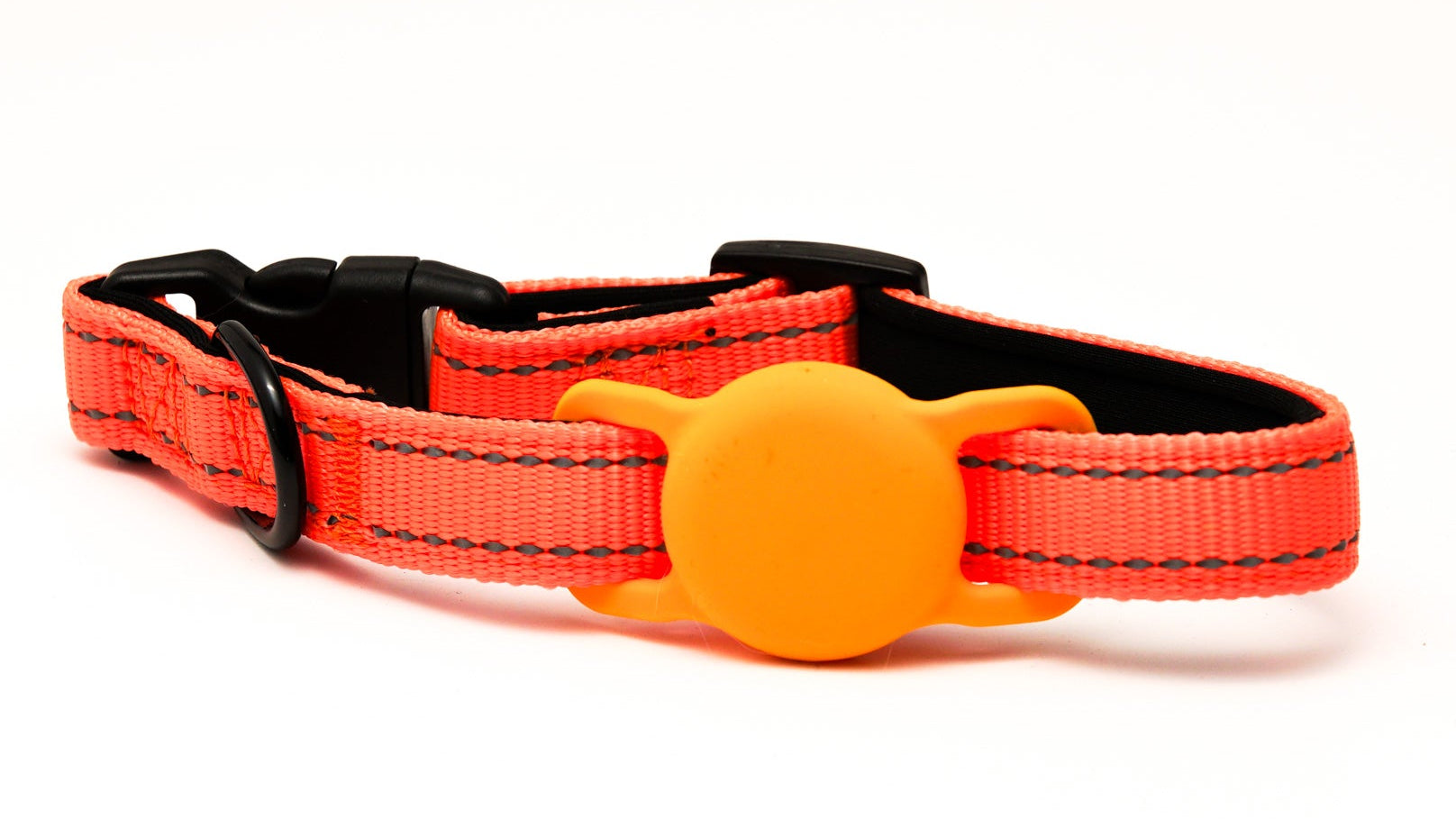 Everyday Dog - Orange Collar - Bundle