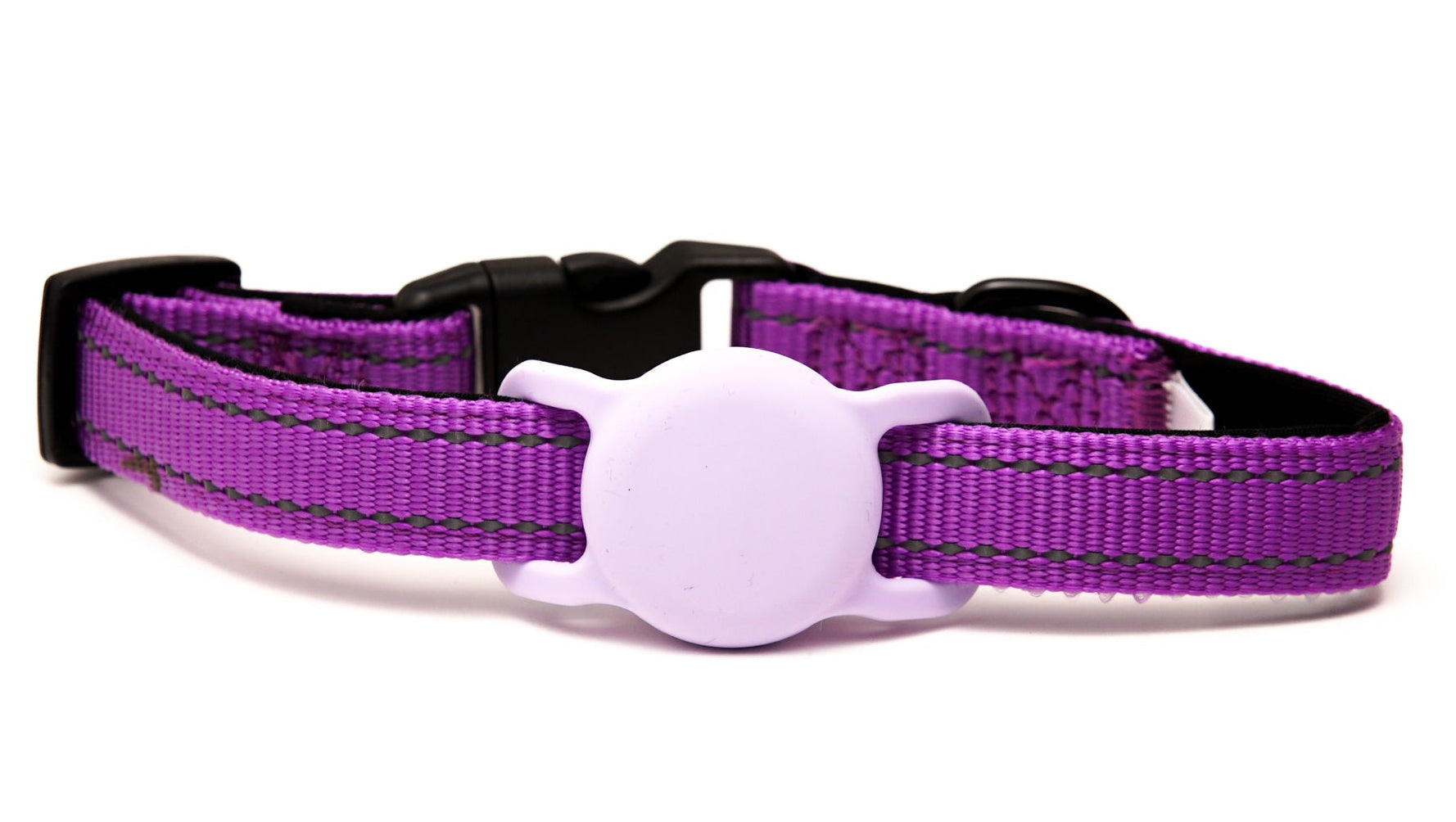 Everyday Dog - Purple Collar - Bundle