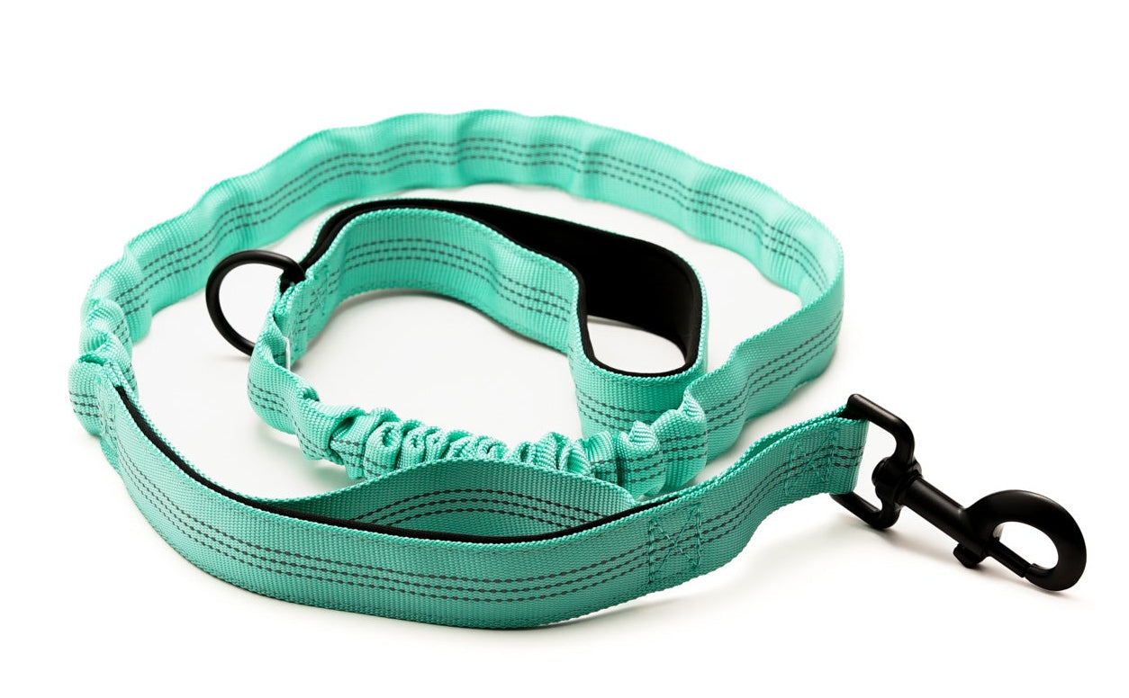 Everyday Dog - Aqua Collar - Bundle