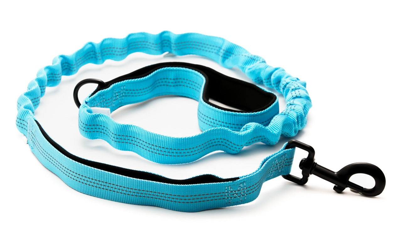 Everyday Dog - Blue Leash