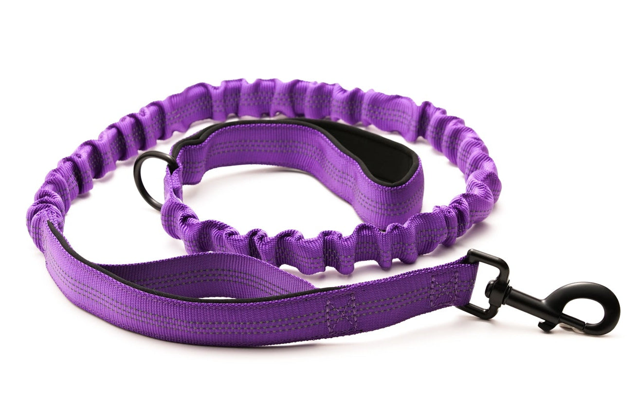 Everyday Dog - Purple Collar - Bundle