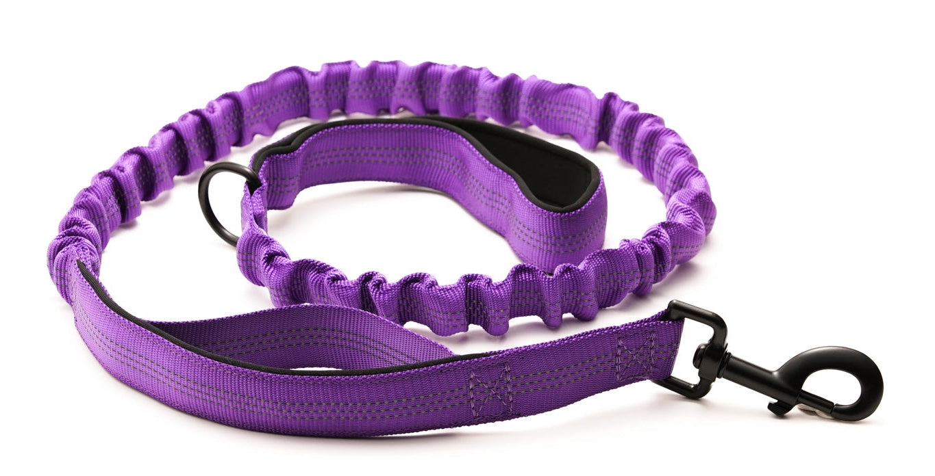 Everyday Dog - Purple Leash