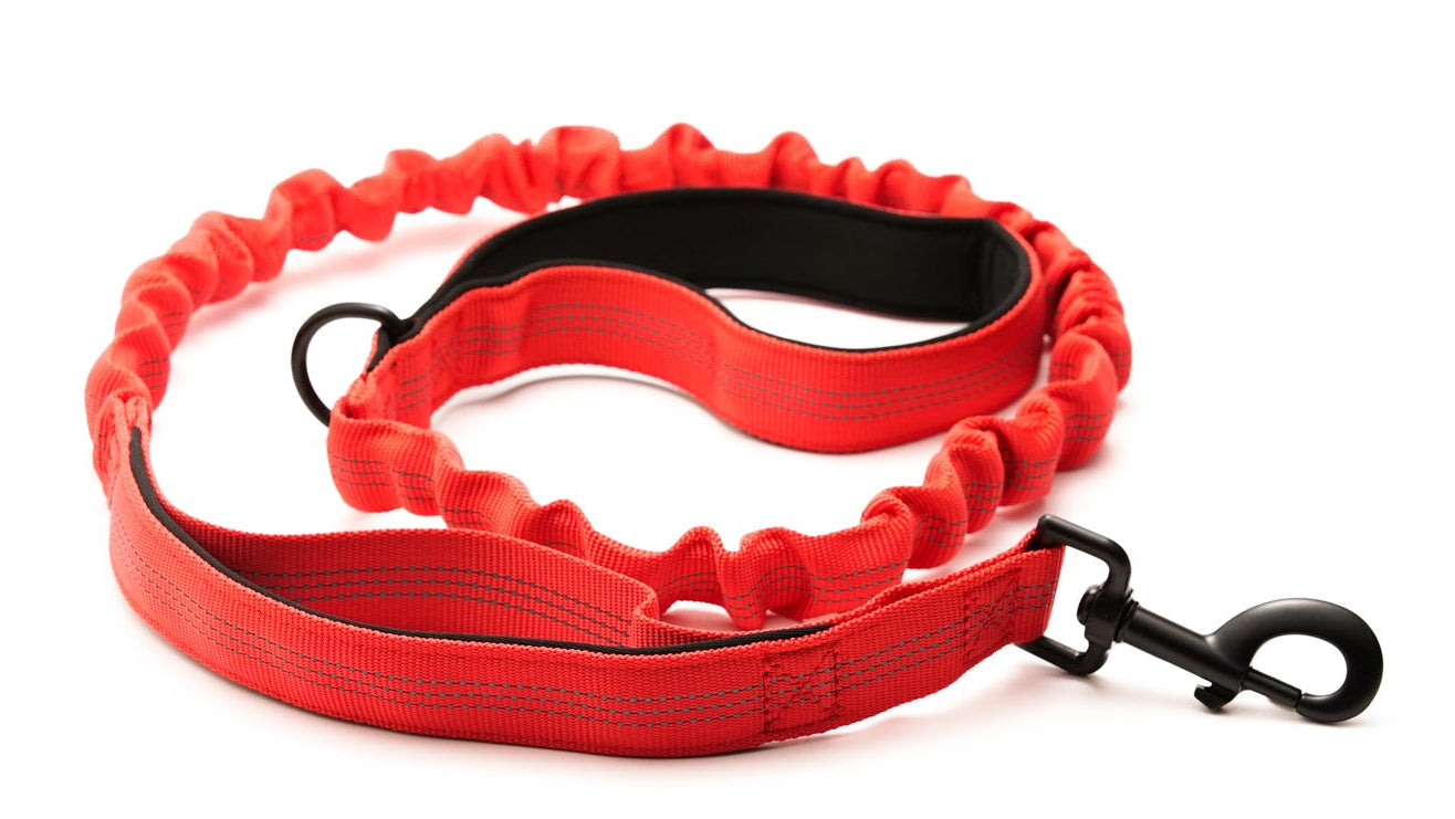 Everyday Dog - Red Collar - Bundle