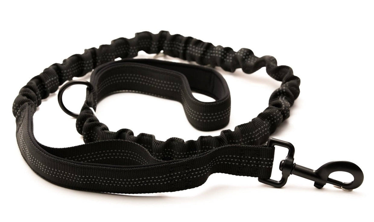 Everyday Dog - Black Collar - Bundle