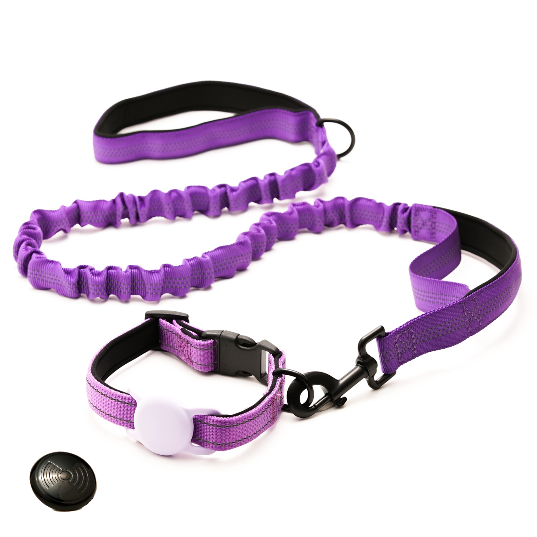 Everyday Dog - Purple Collar - Bundle