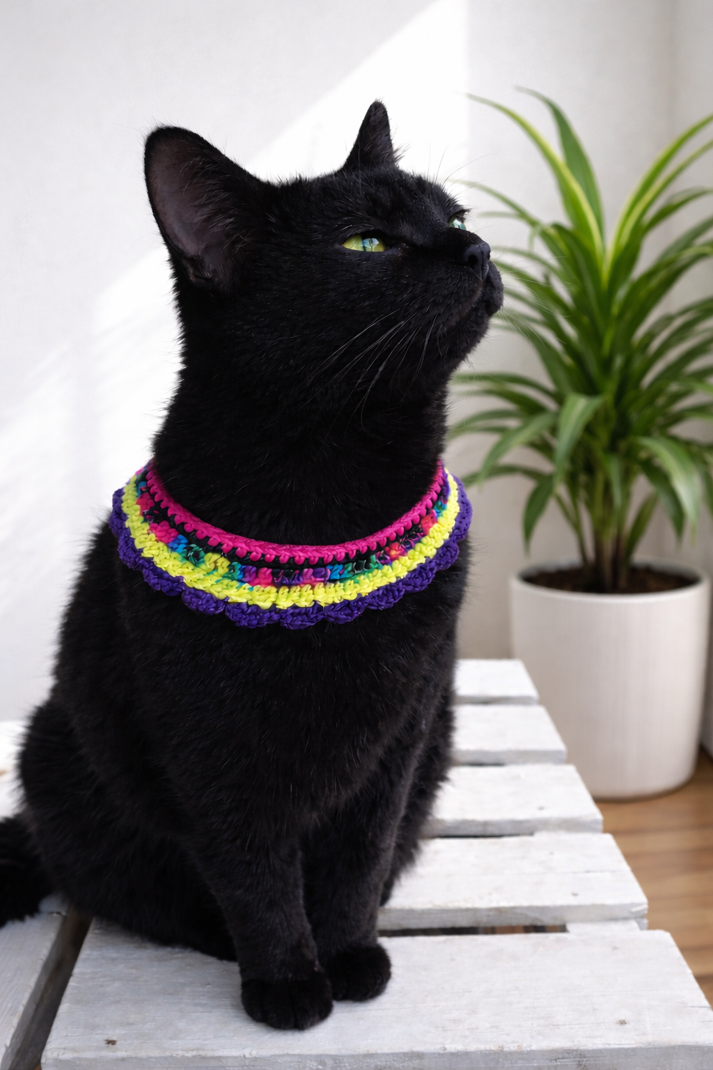 Funkilicious - Custom Pet Collar XS - S