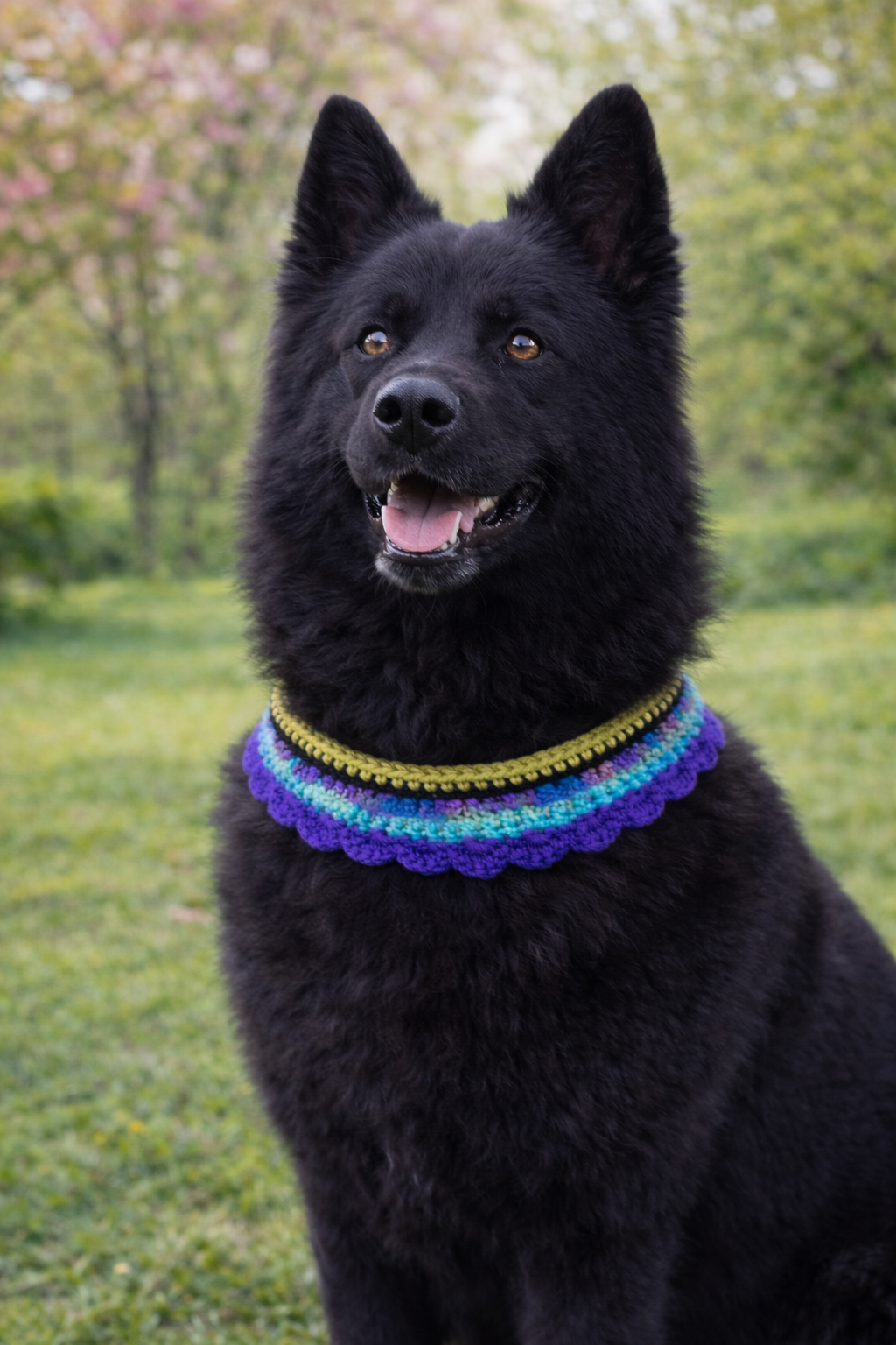 Funkilicious - Custom Pet Collar M - L