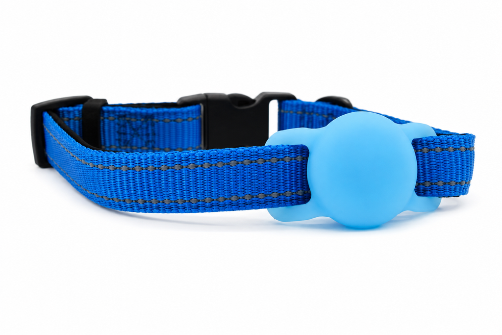 Everyday Dog - Royal Blue Collar
