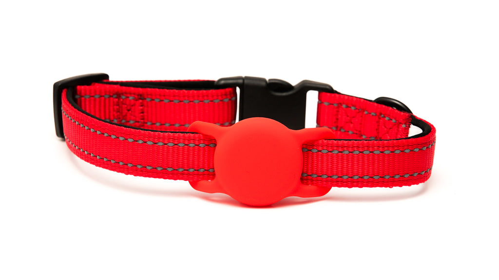 Everyday Dog - Red Collar