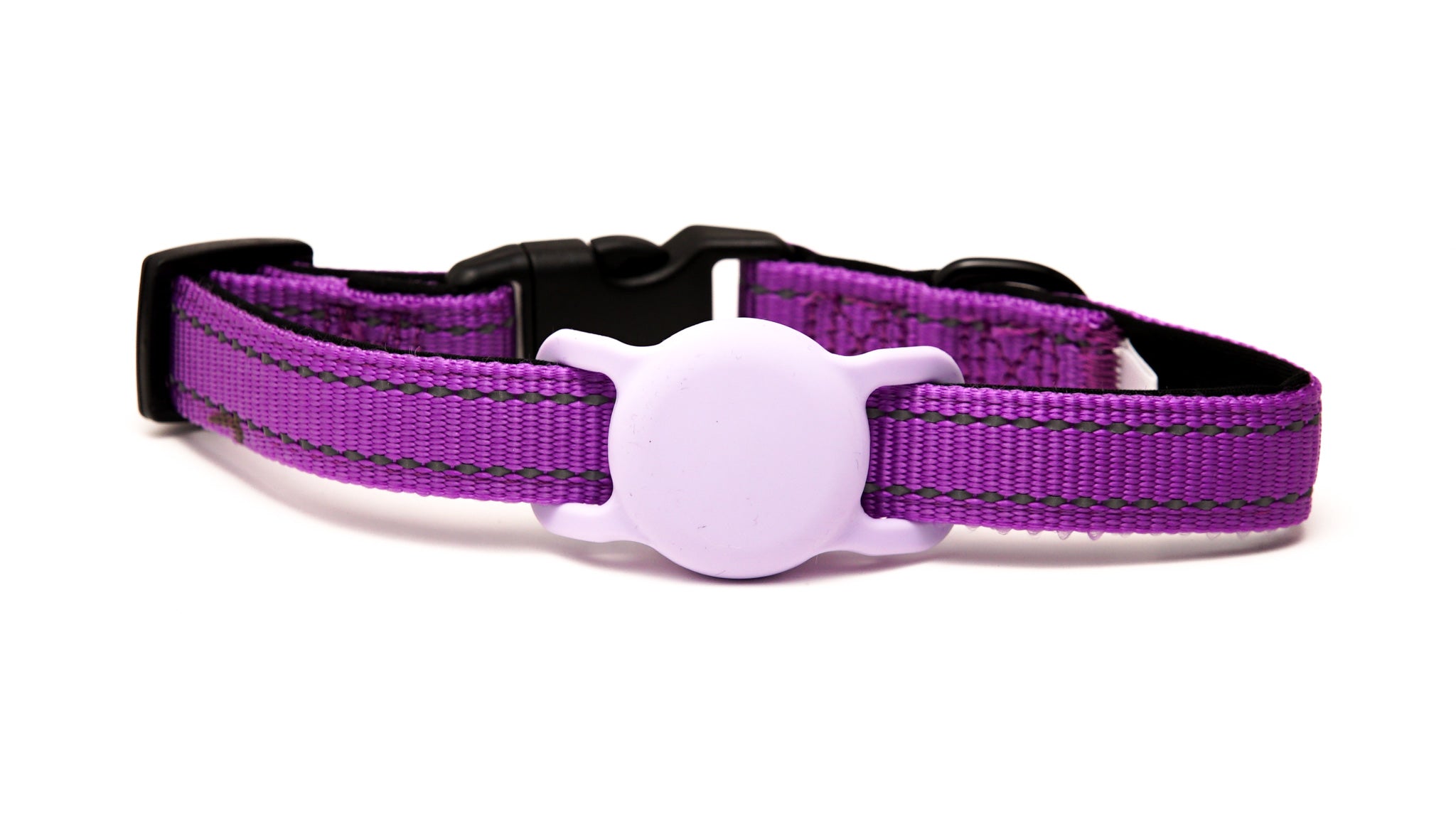 Everyday Dog - Purple Collar