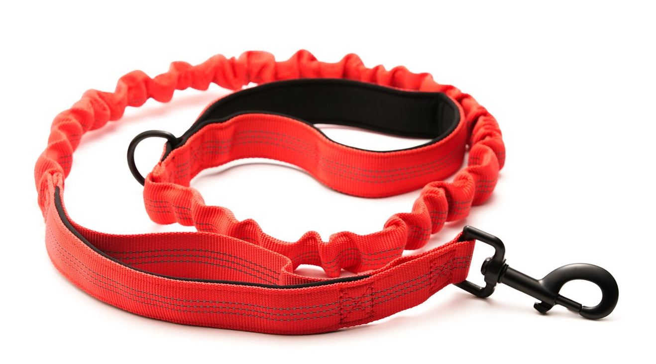 Everyday Dog - Red Leash