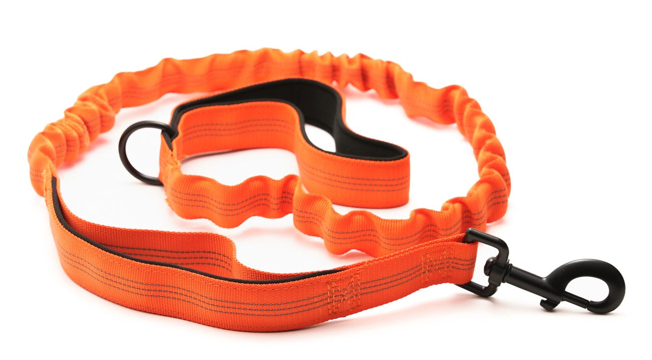 Everyday Dog - Orange Leash