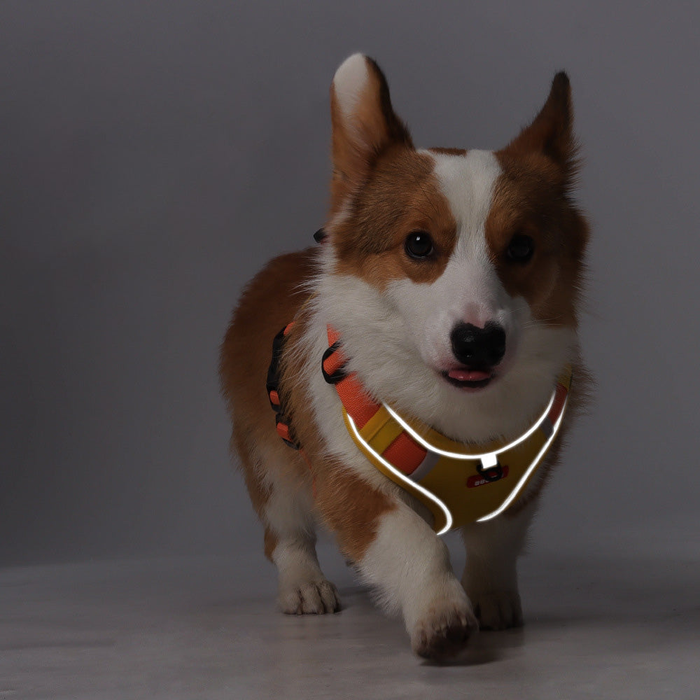 Everyday Dog - Harness