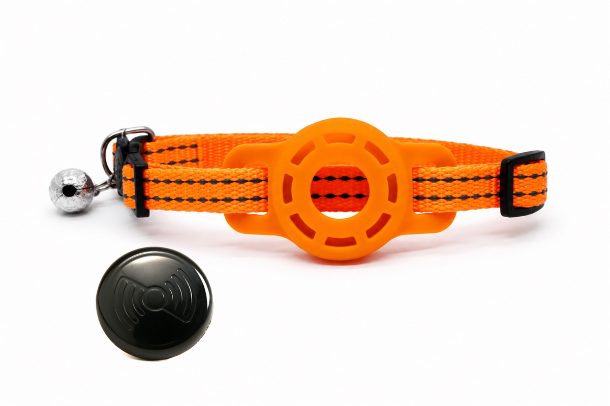 Everyday Cat - Orange Pop - Bundle