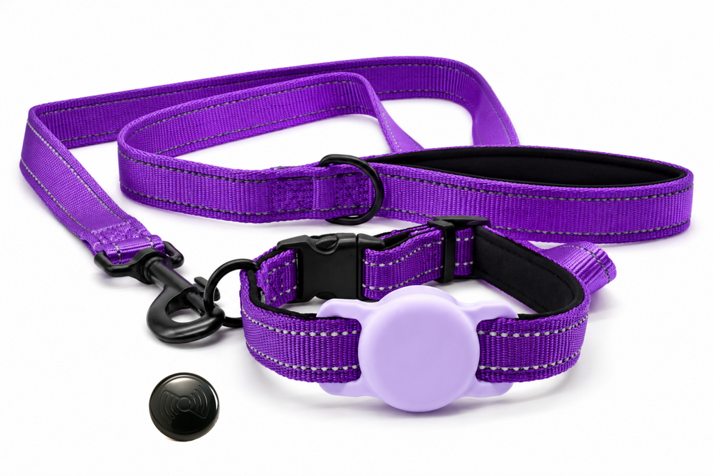 Everyday Dog - Purple Straight Leash - Bundle