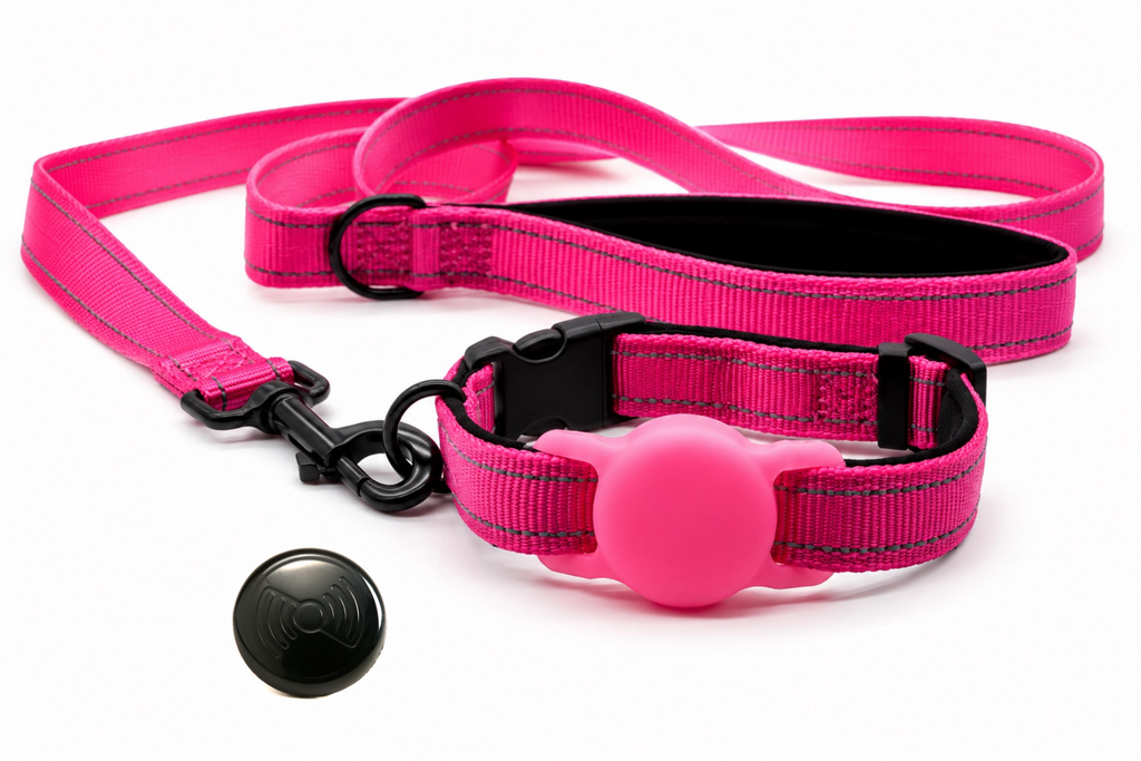 Everyday Dog - Hot Pink Straight Leash - Bundle