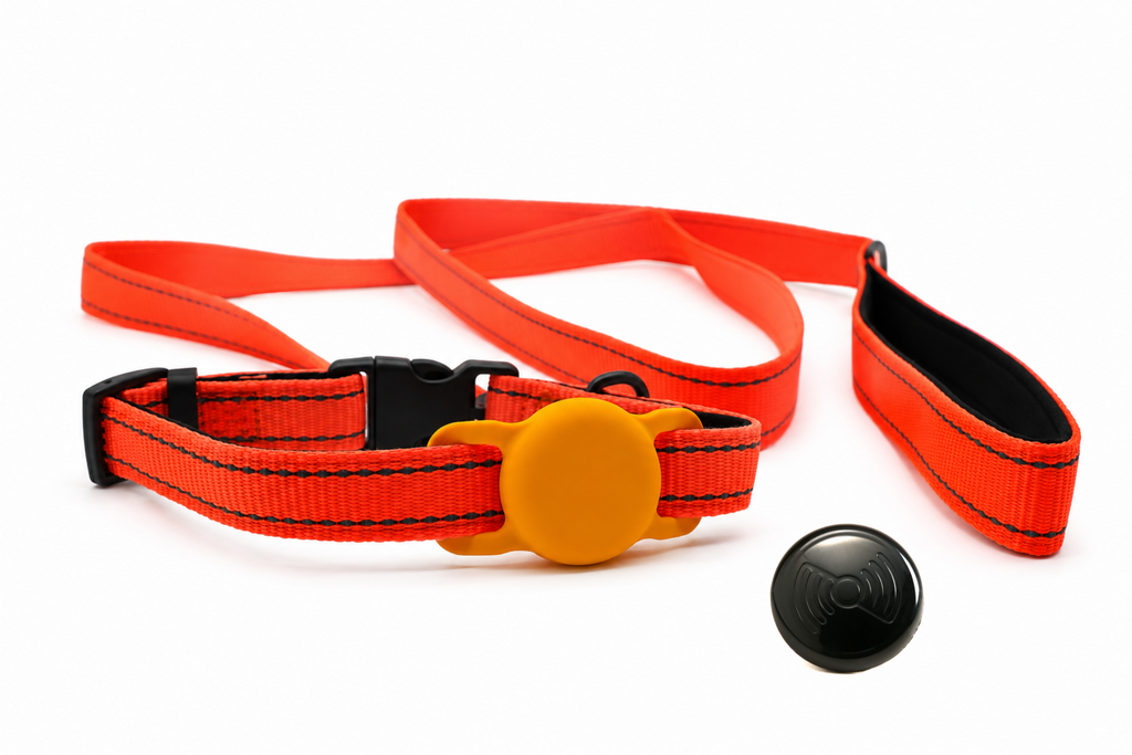 Everyday Dog - Orange Straight Leash - Bundle